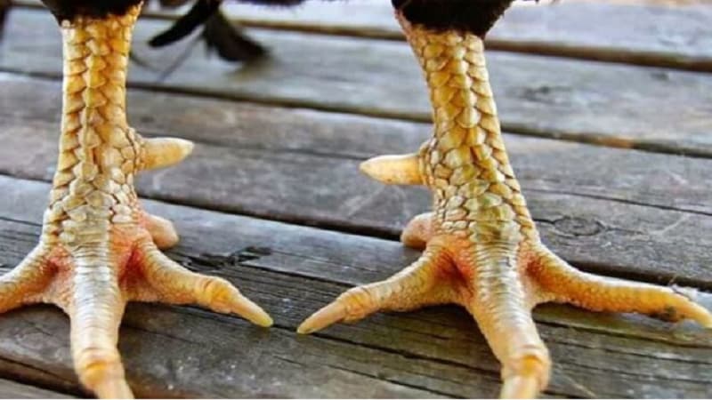 Giới thiệu về các loại vảy gà